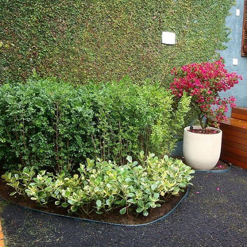 Clusia with Pink Blooms
