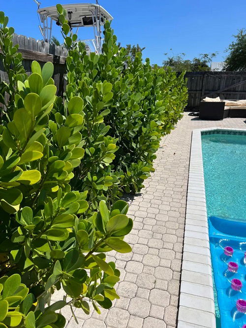 Clusia Landscaping Ideas Poolside Clusia Hedge