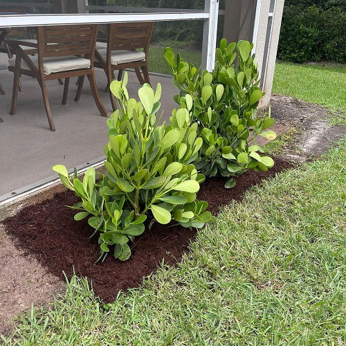 Clusia Adorning the Patio