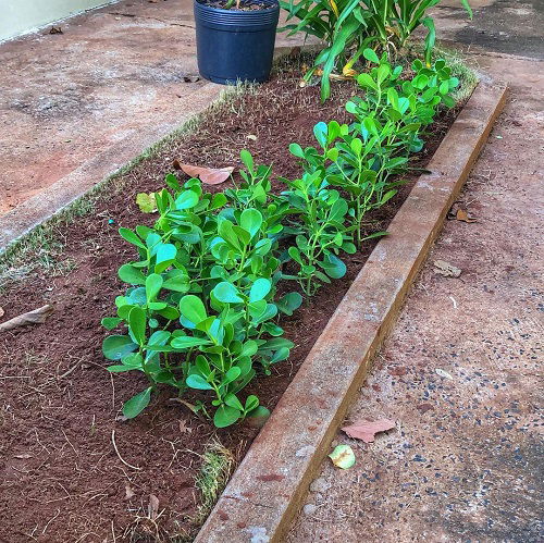 Mini Clusia Landscaping Ideas 