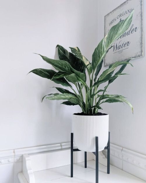 Domino Peace Lily Growing Information