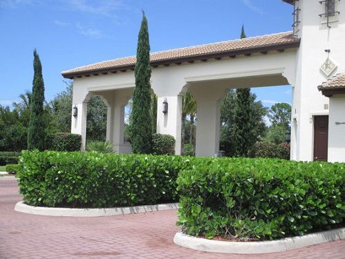 best Clusia Landscaping Ideas