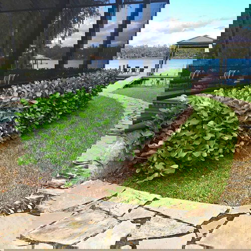 Modern Clusia Hedge