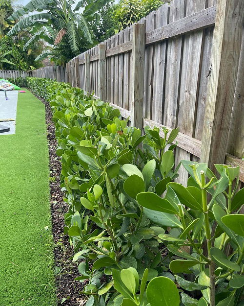 Clusia Border With Wooden Fence