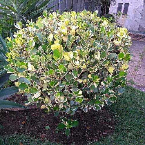 Standalone Clusia Shrub