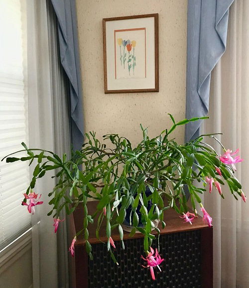 Hanging Succulents near Windows