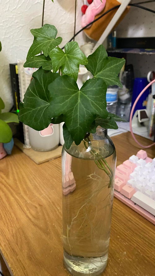 English Ivy and stems in pot