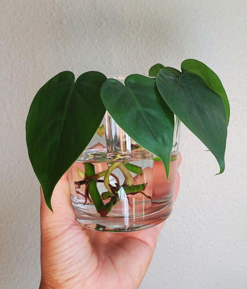 Heartleaf Philodendron Houseplants for Where Sun Doesn't Shine