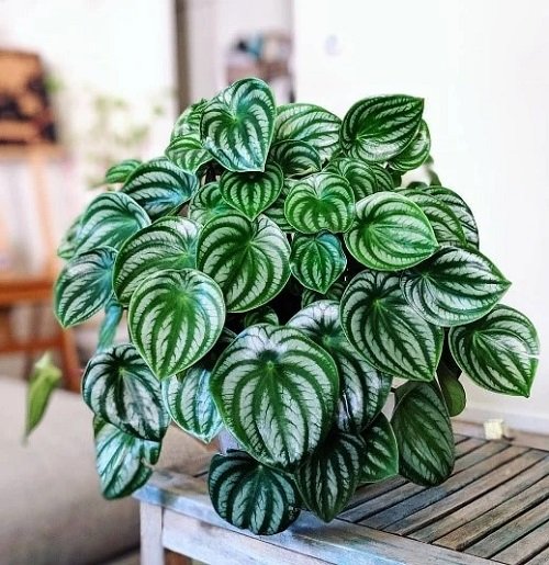 Watermelon Peperomia potted plant on table
