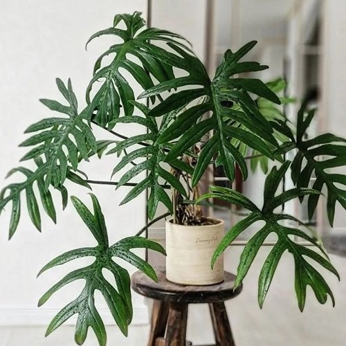 Marvelous Philodendrons You Will Truly Adore 5