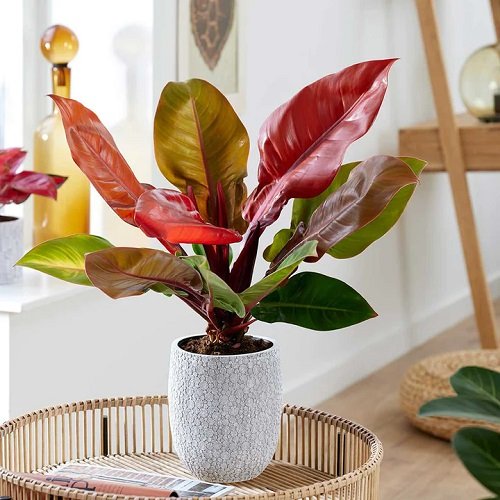 Beautiful Philodendrons You Will Be Infatuated 6
