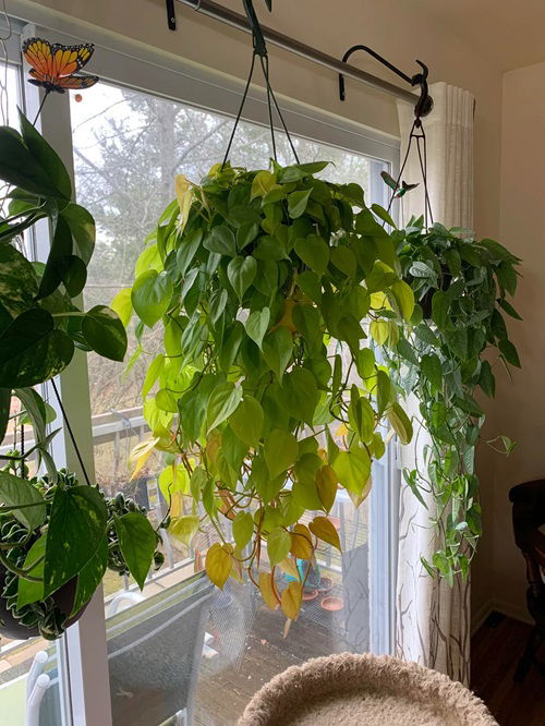 Fertilize with a balanced After Pruning Philodendron