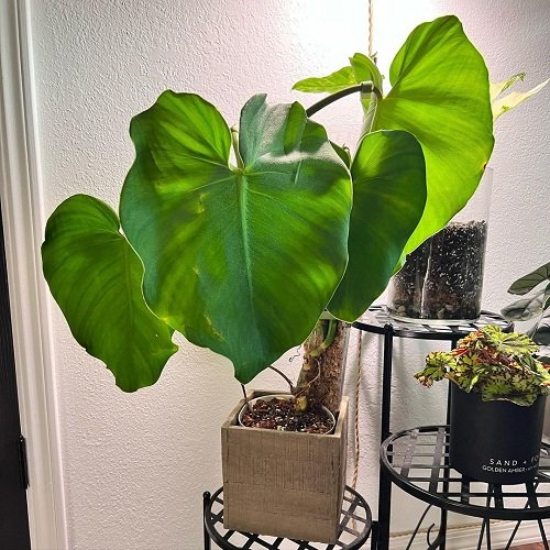 Magnificent Philodendrons You'll adore it completely 3