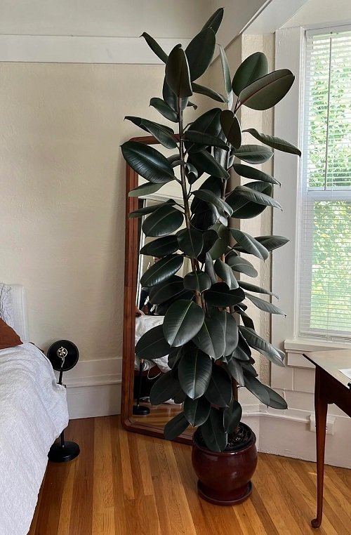 How to Grow a Big and Tall Rubber Tree in the Home