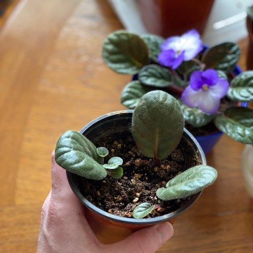 African Violet that Grow From Just One Leaf