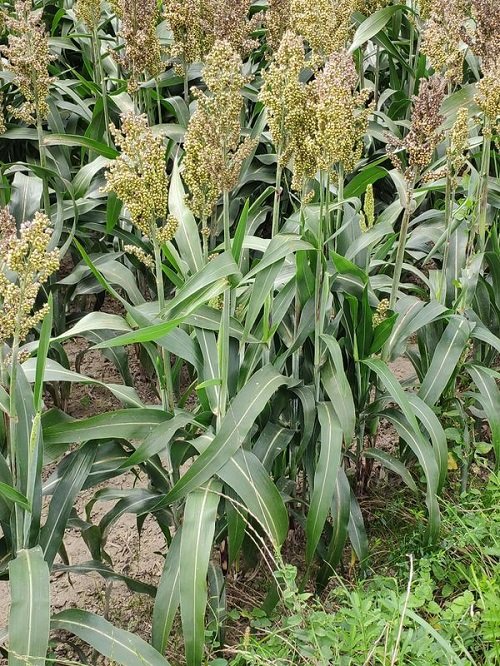 Plants That Look Like Corn