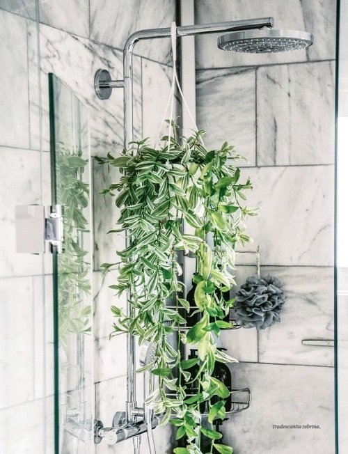 Different Ways to Grow Wandering Jew in a Bathroom Shower