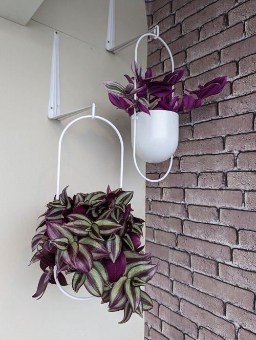  Grow Wandering Jew on tiered hanging pot 