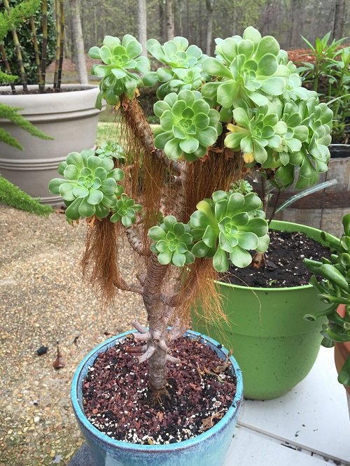 Tree Aeonium bonsai